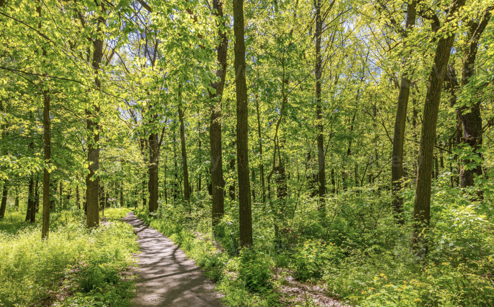 Sacred Pathways: Wisdom in Leadership and Healing